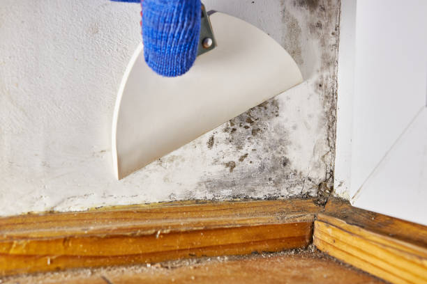 Best Emergency Mold Remediation  in Desert Hills, AZ