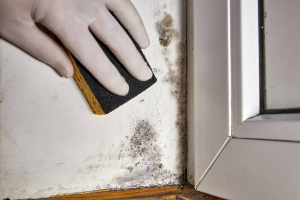Best Industrial Mold Remediation  in Desert Hills, AZ